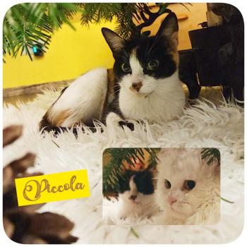 Piccola Bild von Piccola