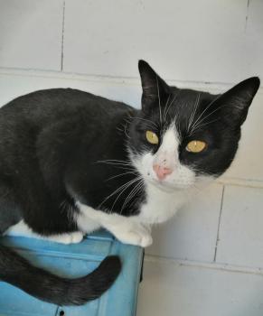 Felix Bild von Felix