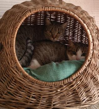Mishi Bild von Mishi
