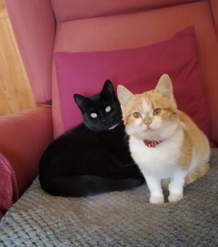 Rosy Bild von Rosy