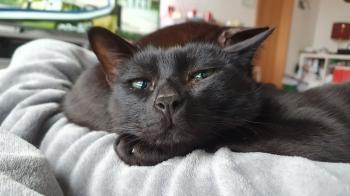 Salem Bild von Salem