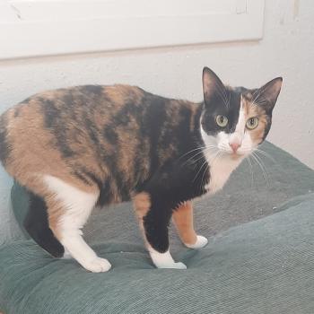 Loira Bild von Loira