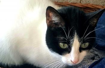 Amy Bild von Amy