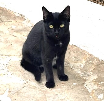 Shani Bild von Shani