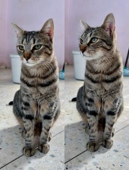 Pitufo Bild von Pitufo