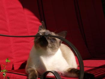 Lenny Bild von Lenny