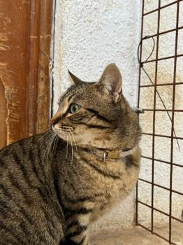 Nattan Bild von Nattan