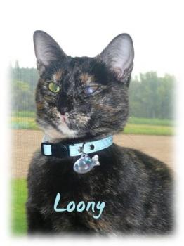 Loony Bild von Loony