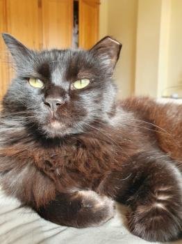 Anubis Bild von Anubis