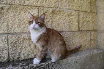 Canela Bild von Canela
