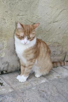 Canela Bild von Canela