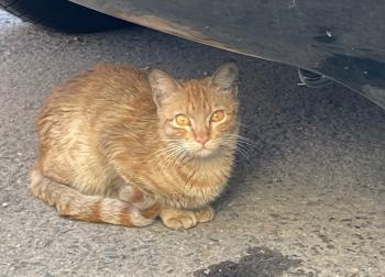 Faraon Bild von Faraon