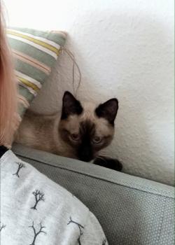 Kappa Bild von Kappa