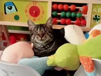 Umi Bild von Umi