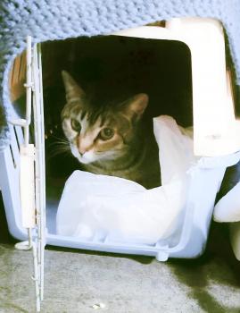 Sunny Bild von Sunny