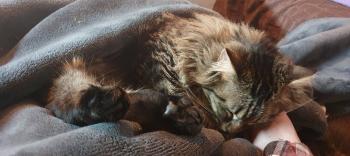 Savannah Bild von Savannah