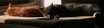 Ruby Bild von Ruby
