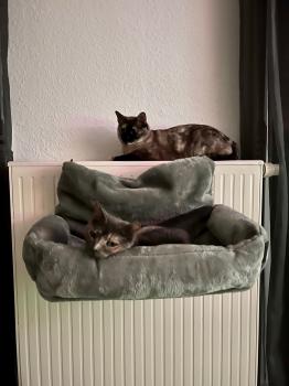 Bild von Aziza