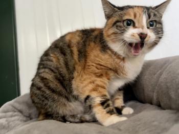 Piti Bild von Piti