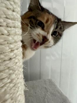 Piti Bild von Piti