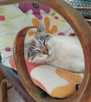 Pancho Bild von Pancho