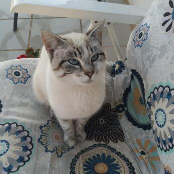 Pancho Bild von Pancho