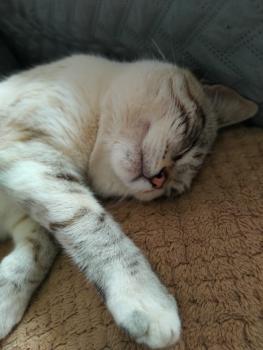 Pancho Bild von Pancho