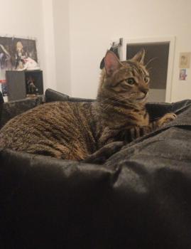Tigre Bild von Tigre