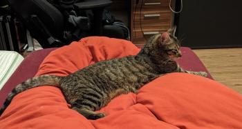 Tigre Bild von Tigre
