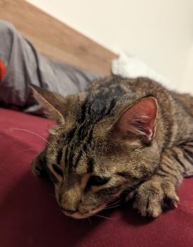 Tigre Bild von Tigre