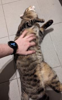 Tigre Bild von Tigre