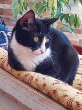 Pauline Bild von Pauline