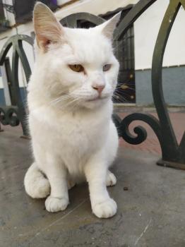Yeti Bild von Yeti