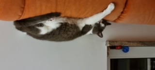 Nelja Bild von Nelja