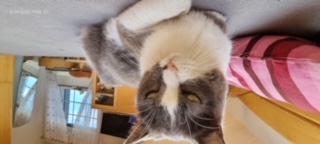 Nelja Bild von Nelja