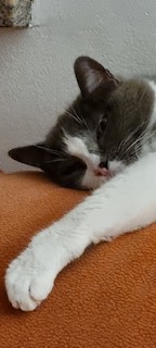Nelja Bild von Nelja
