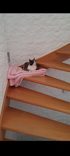 Nelja Bild von Nelja
