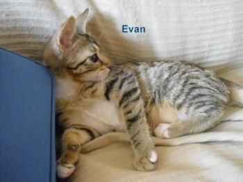 Evan Bild von Evan