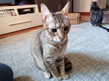 Cat Bild von Cat