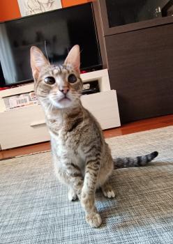 Cat Bild von Cat