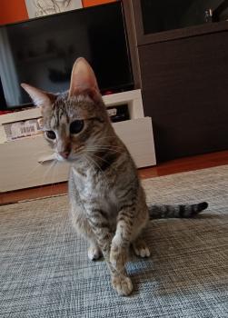Cat Bild von Cat