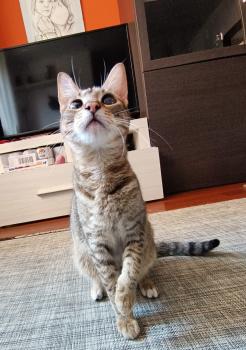 Cat Bild von Cat