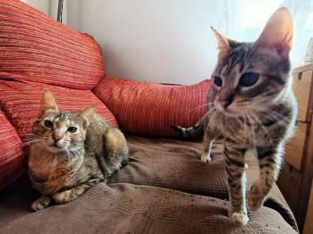 Cat Bild von Cat