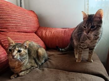 Cat Bild von Cat