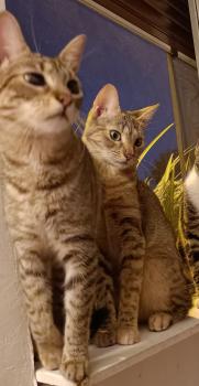 Cat Bild von Cat