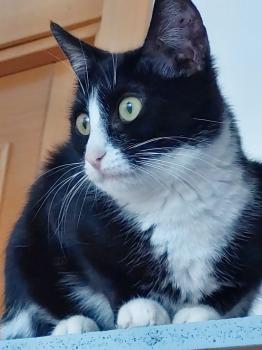 Pauline Bild von Pauline