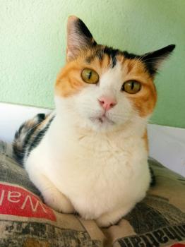 Rosalba Bild von Rosalba