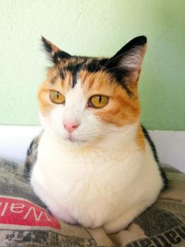 Rosalba Bild von Rosalba