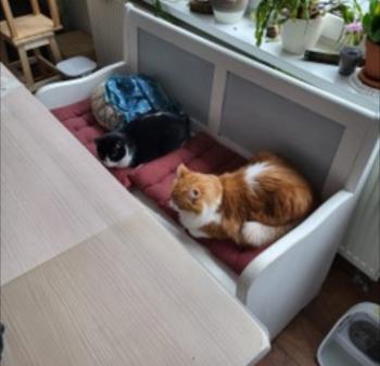 Cheddar Bild von Cheddar