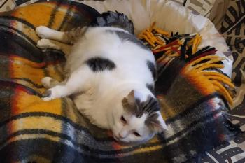 Lola Bild von Lola